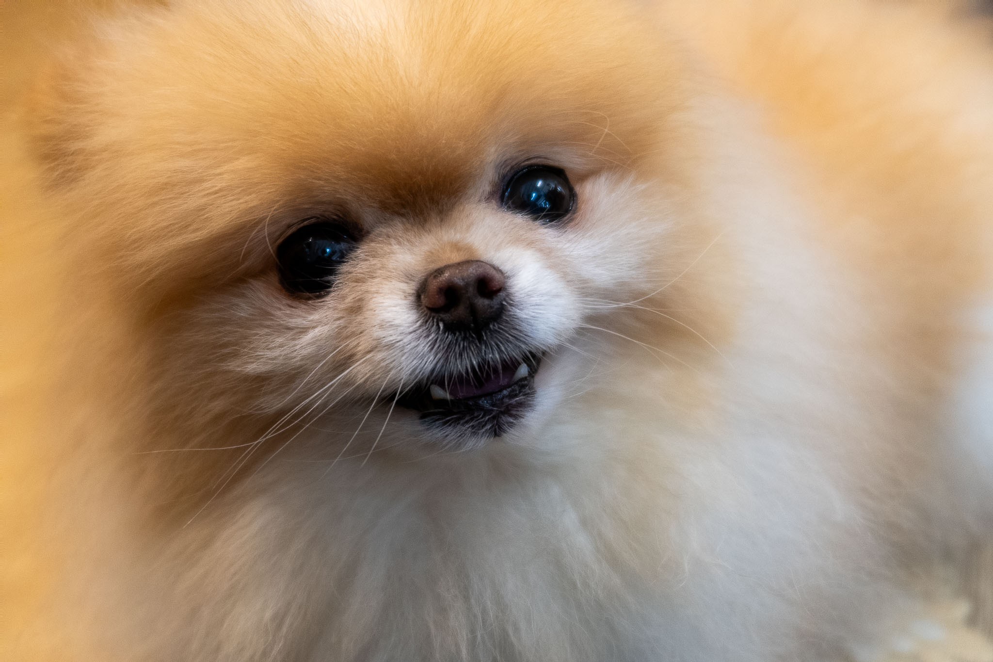 Animal photo